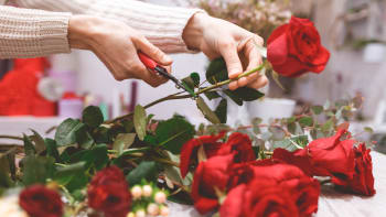 Darujte své lásce květinu: Růže jsou klasika, sukulenty originál