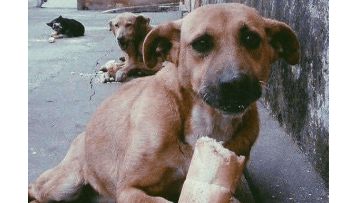 Gruzie a pouliční psi