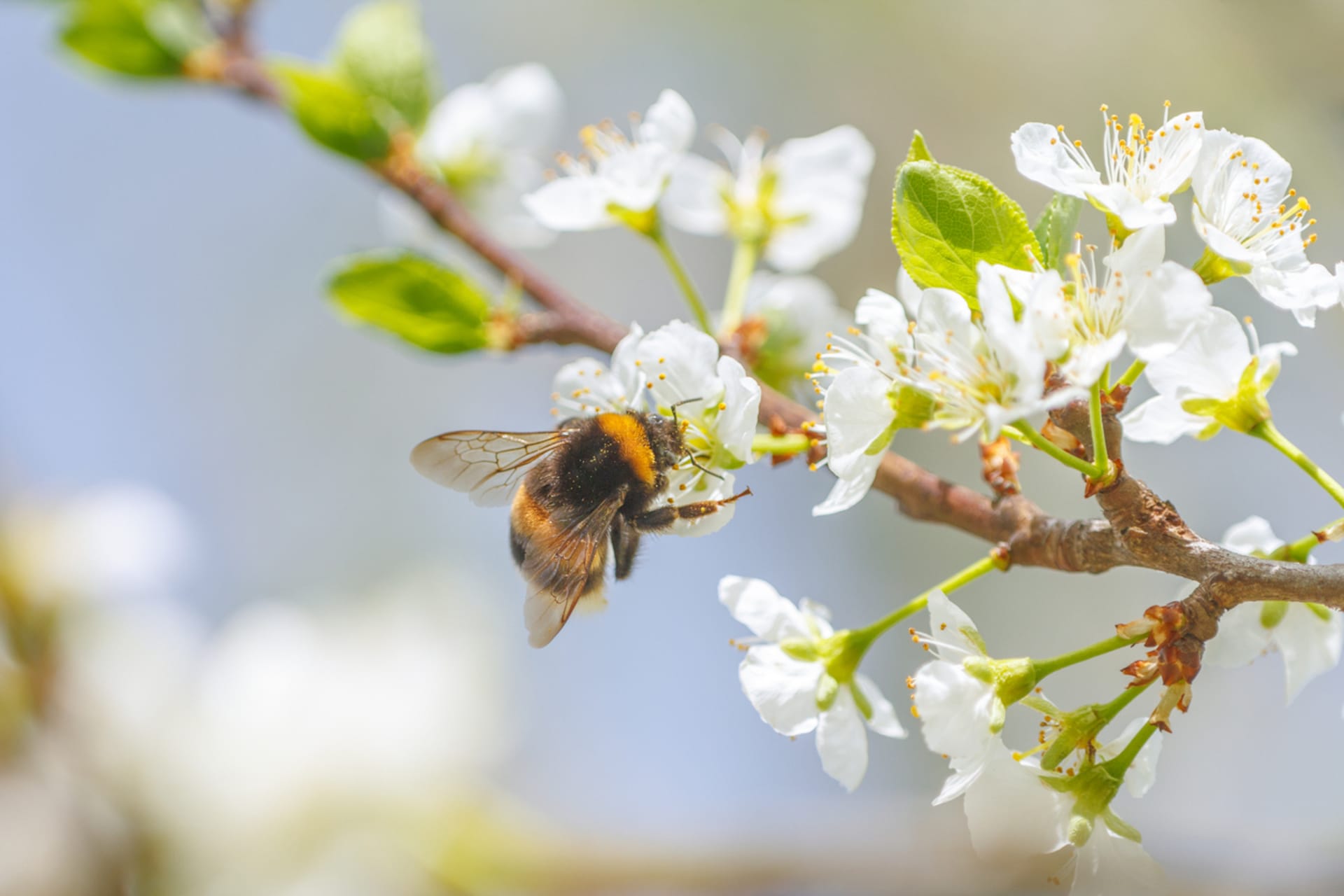 Kvetoucí stromy a keře potěší včely i čmeláky