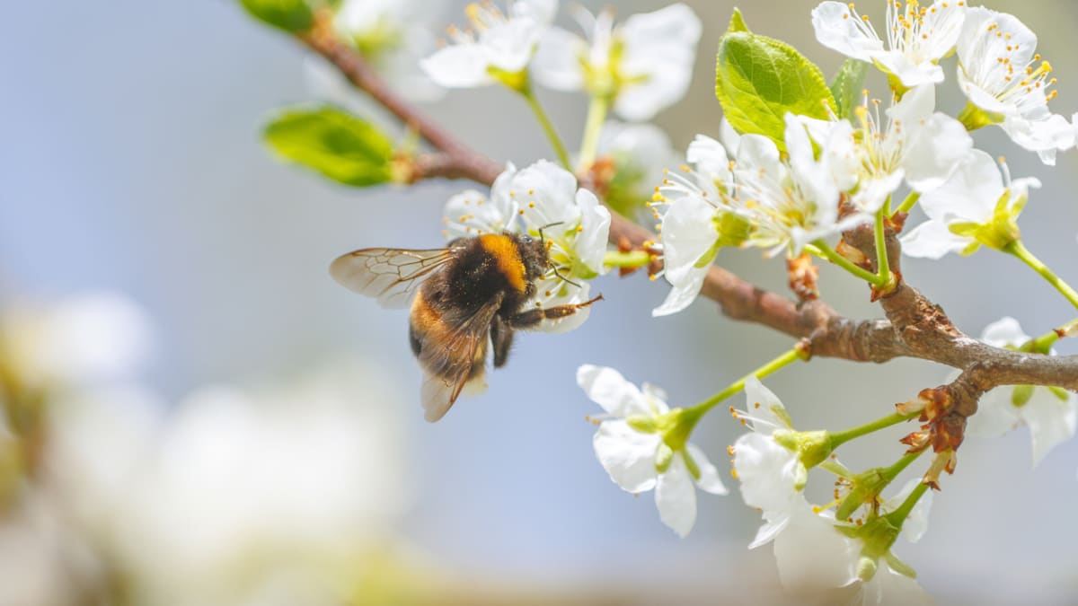 Kvetoucí stromy a keře potěší včely i čmeláky