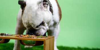 Prevence rakoviny a záruka vitality. Prodlužte psovi život šetrně zpracovanou stravou 