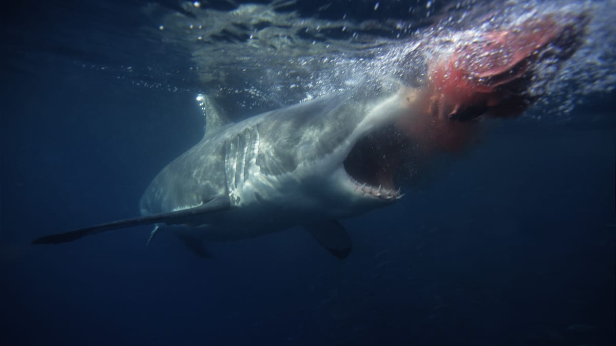 Žralok cítí jedinou kapku krve na vzdálenost až kolem 1,5 kilometru.