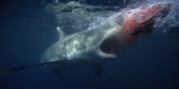 Potápěč natočil záběry hrůzy: Čelisti žraloka prošly klecí jako nůž máslem