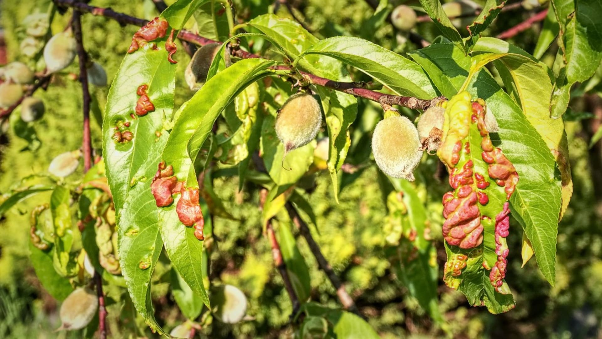 Jarní postřik ovocných dřevin: kadeřavost broskvoní (Taphrina deformans) se projevuje  načervenalými puchýřky na listech, které ubírají listu zelenou listovou plochu a vázne výživa stromu