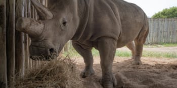 Záchrana nosorožců bílých severních? Zázrak se má stát pomocí umělého oplodnění 