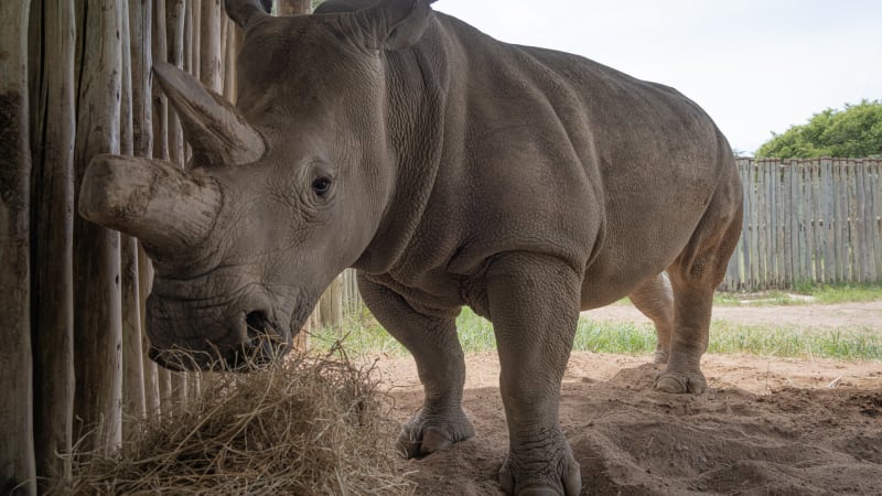 V JAR veterináři opět uřezávají nosorožcům rohy, aby je zachránili před pytláky