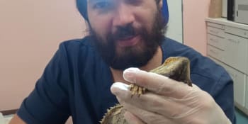 Exotická medicína v praxi: Rekonstrukce želvích krunýřů i operace pštrosa