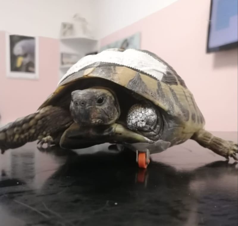 Želví pacient s protézou, která nahrazuje chybějící končetinu.