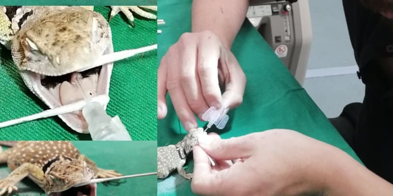 Intubace leguánka obojkového – u takhle drobných živočichů jde o takřka hodinářskou práci.