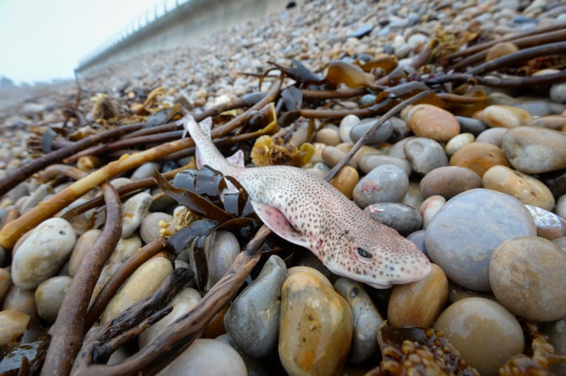 Ušetřena nebyla ani zvířata. Podél britských pláží lze narazit na mrtvé ptáky či ryby.