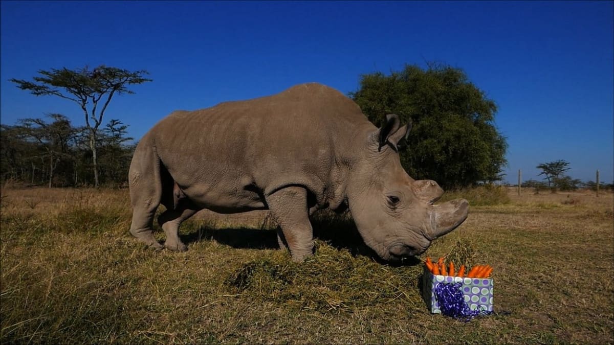 Nosorožec bílý severní na snímku z roku 2018