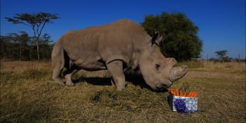 Nosorožci na prahu vyhynutí: Populaci vzácného druhu má zachránit umělé oplodnění