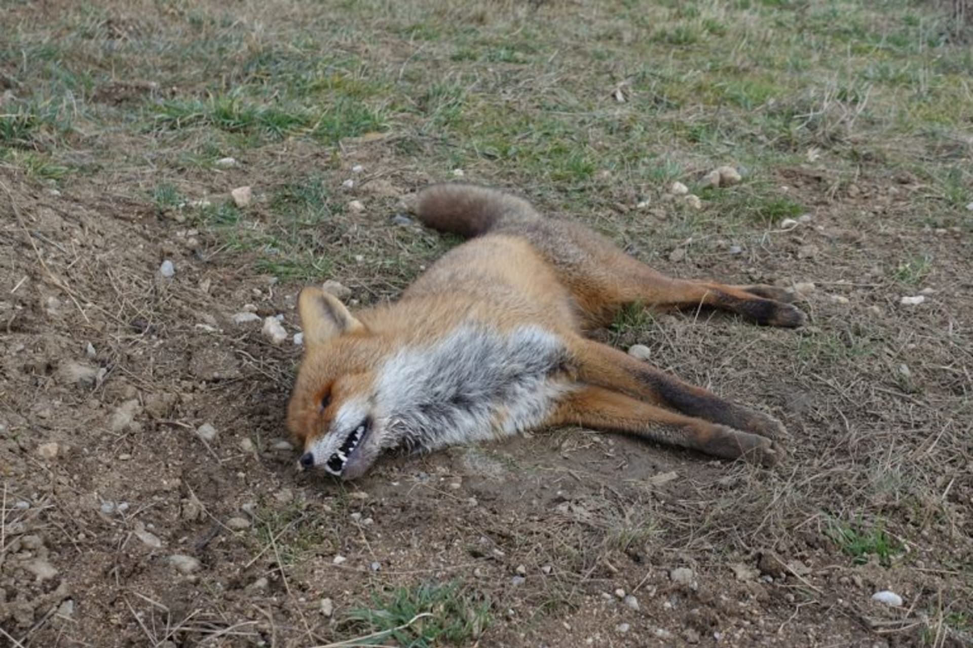 Uhynulá liška v pozici typické pro otravu karbofuranem.