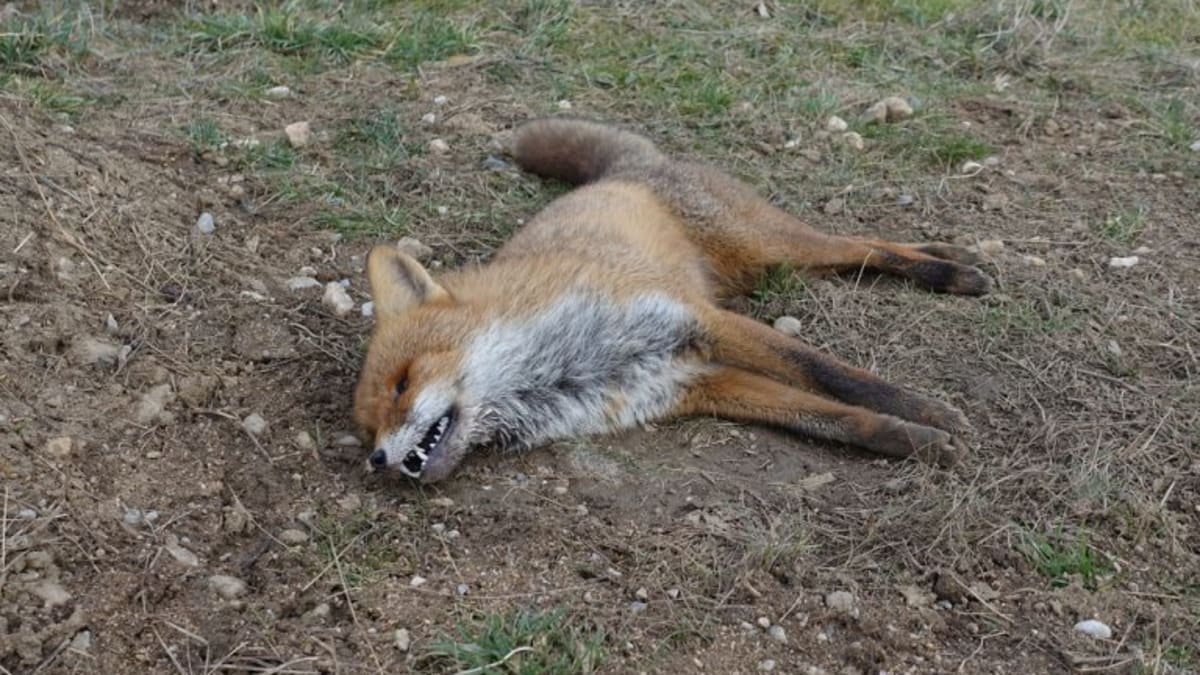 Uhynulá liška v pozici typické pro otravu karbofuranem.