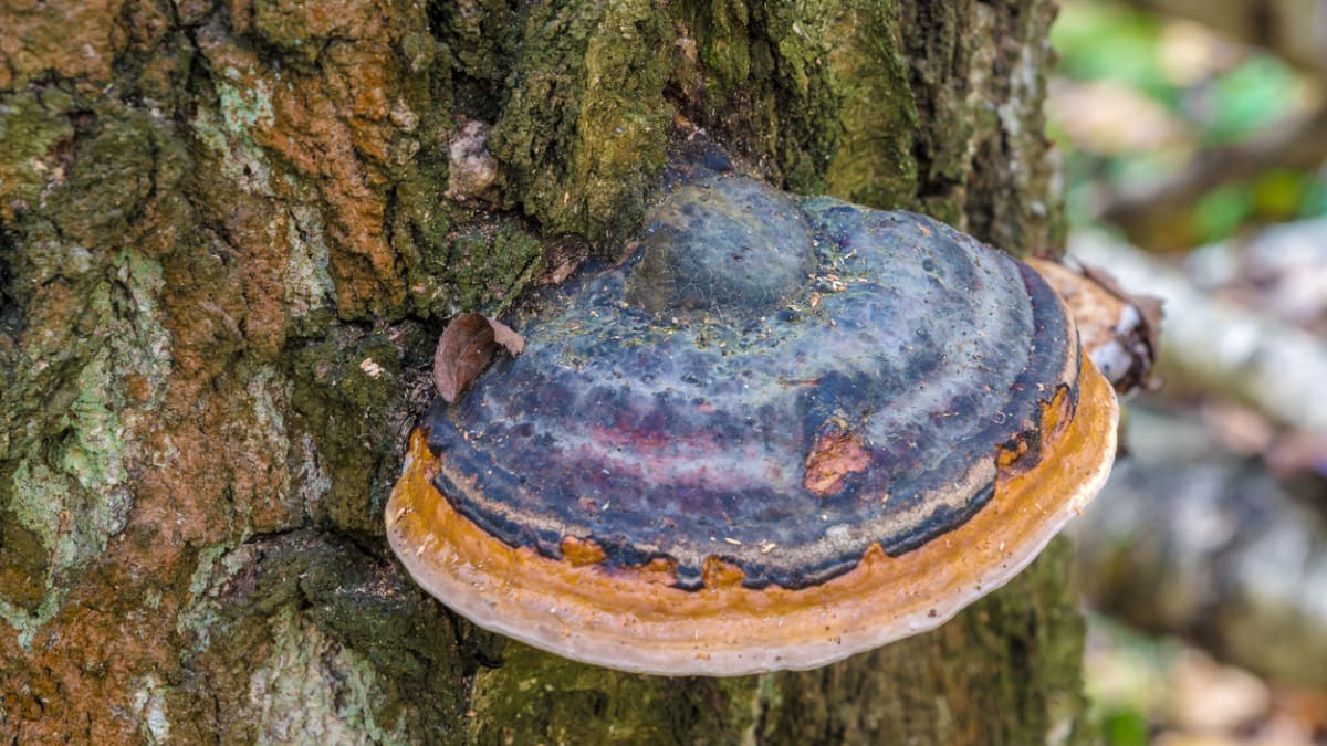 Choroš troudnatec je zajímavá houba: troudnatec pásovaný (Fomitopsis pinicola) patří k nejstarším druhům hub na světě.