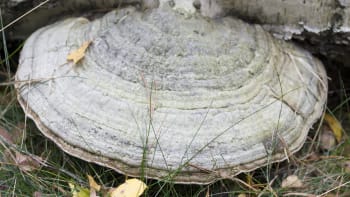 Choroš troudnatec je zajímavá houba. Jíst se nedá, ale pomůže vyčistit rány i rozdělat oheň