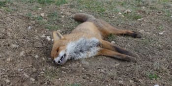 Mrtví dravci i lišky: Otrávená návnada na Klatovsku má několik obětí