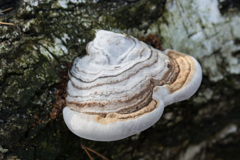 Choroš troudnatec je zajímavá nejedlá houba: dříve se z ní vyráběli chorošové čepice a klobouky, které byly velmi oblíbené, protože byly lehké a měkké, v zimě hřály a v létě chladily. 