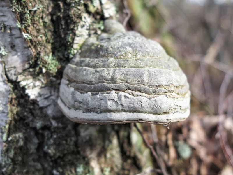 Choroš troudnatec je zajímavá nejedlá houba: statný troudnatec kopytovitý nebo troudnatec troudový či choroš zápalný (Fomes fomentarius) skutečně nápadně připomíná koňské kopyto