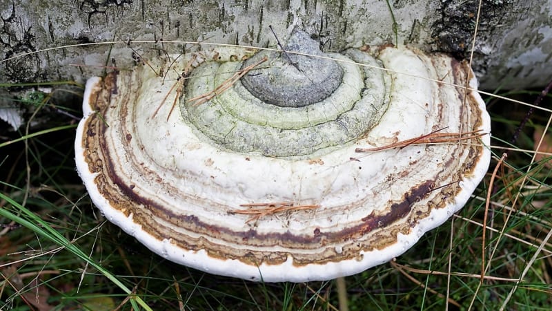 Choroš troudnatec je zajímavá houba
