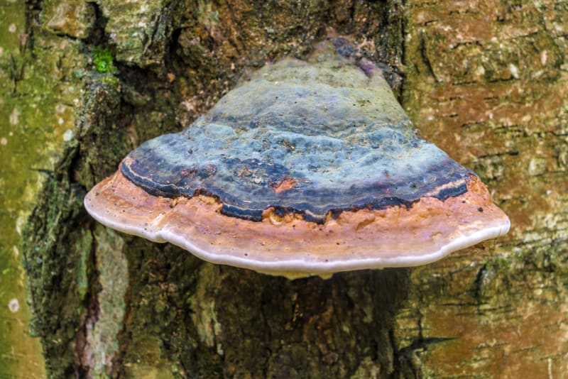 Choroš troudnatec je zajímavá nejedlá houba: proudnatec pásovaný (Fomitopsis pinicola) patří k nejstarším druhům hub na světě