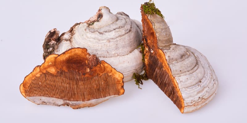 Choroš troudnatec je zajímavá houba: Dužina je okrově hnědá, suchá a měkká, jakoby semišová či plstěná.