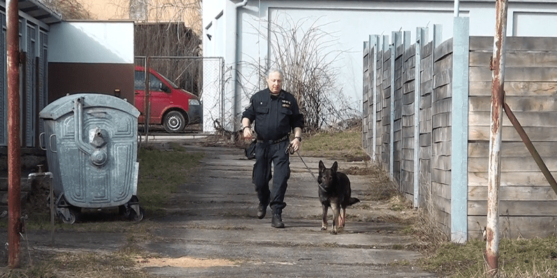 K radám ohledně výcviku psů policisty motivoval zvýšený počet útoků psů na člověka
