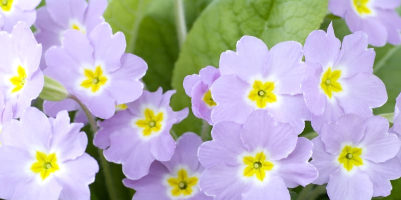 Prvosenka bezlodyžná (Primula vulgaris)