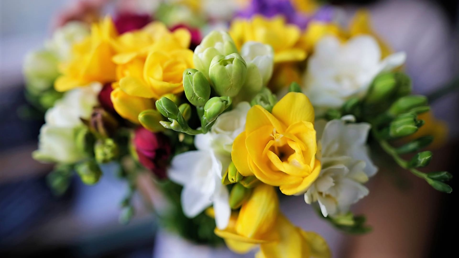 Frézie jsou oblíbené především jako jarní řezané květiny. Víte, že si je můžete sami vypěstovat?