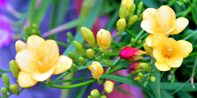 Frézie: květy bílé, žluté a krémové květy voní mnohem intenzivněji než růžové, modré a fialové. 