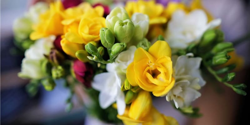 Frézie jsou oblíbené především jako jarní řezané květiny. Víte, že si je můžete sami vypěstovat?