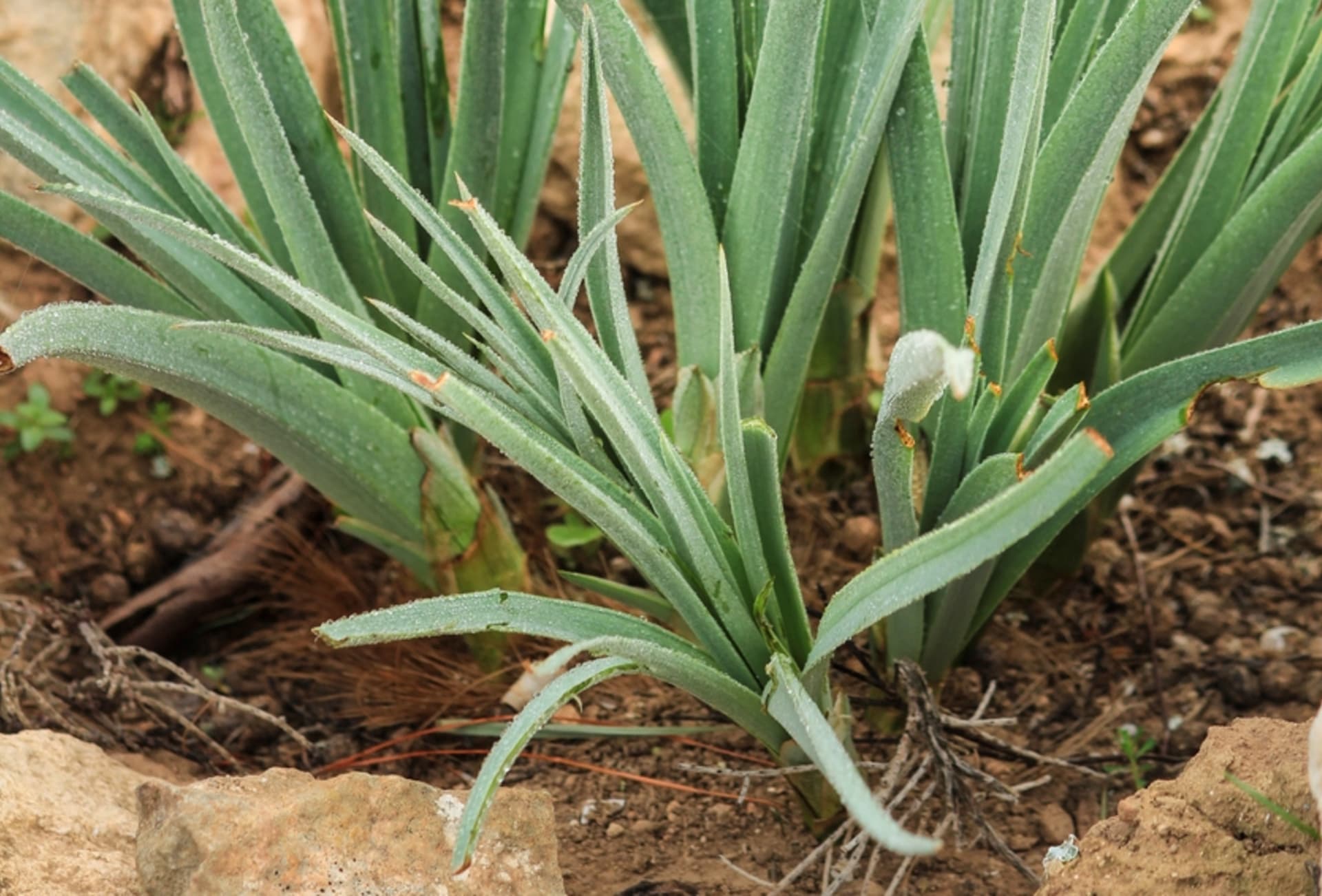 Pór vytrvalý (Allium ampeloprassum)