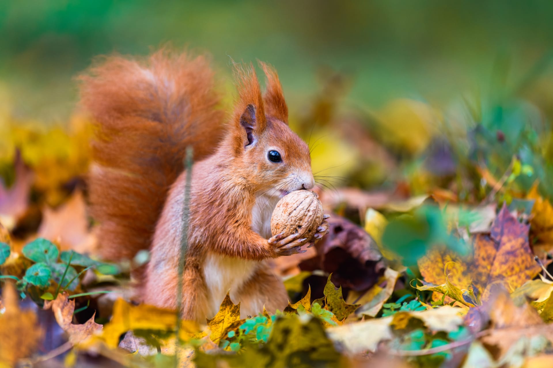 Veverky milují především ořechy