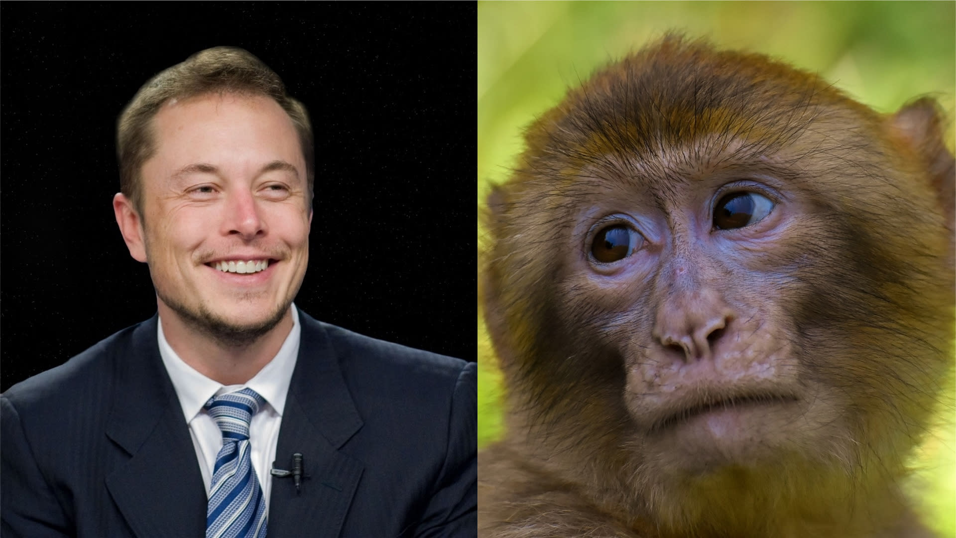 Podle zjištění ochránců zvířat při pokusech uhynula větší část opic. Musk nařčení odmítá.