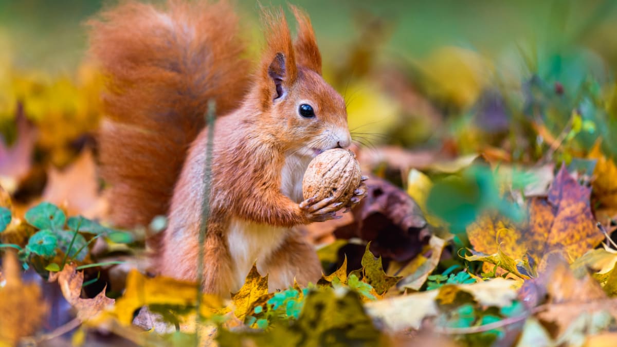 Traduje se, že bude tuhá zima, když si veverky dělají velké zásoby oříšků a žaludů.