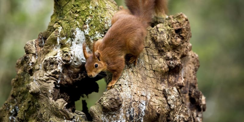 Své zásoby si veverky pečlivě ukládají do dutin stromů