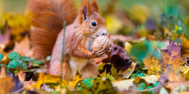Veverky milují především ořechy