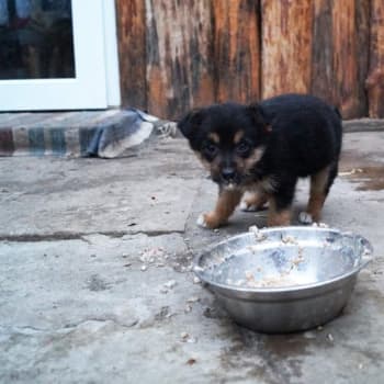 Útulek Friend na Ukrajině má pod sebou okolo 600 psů.