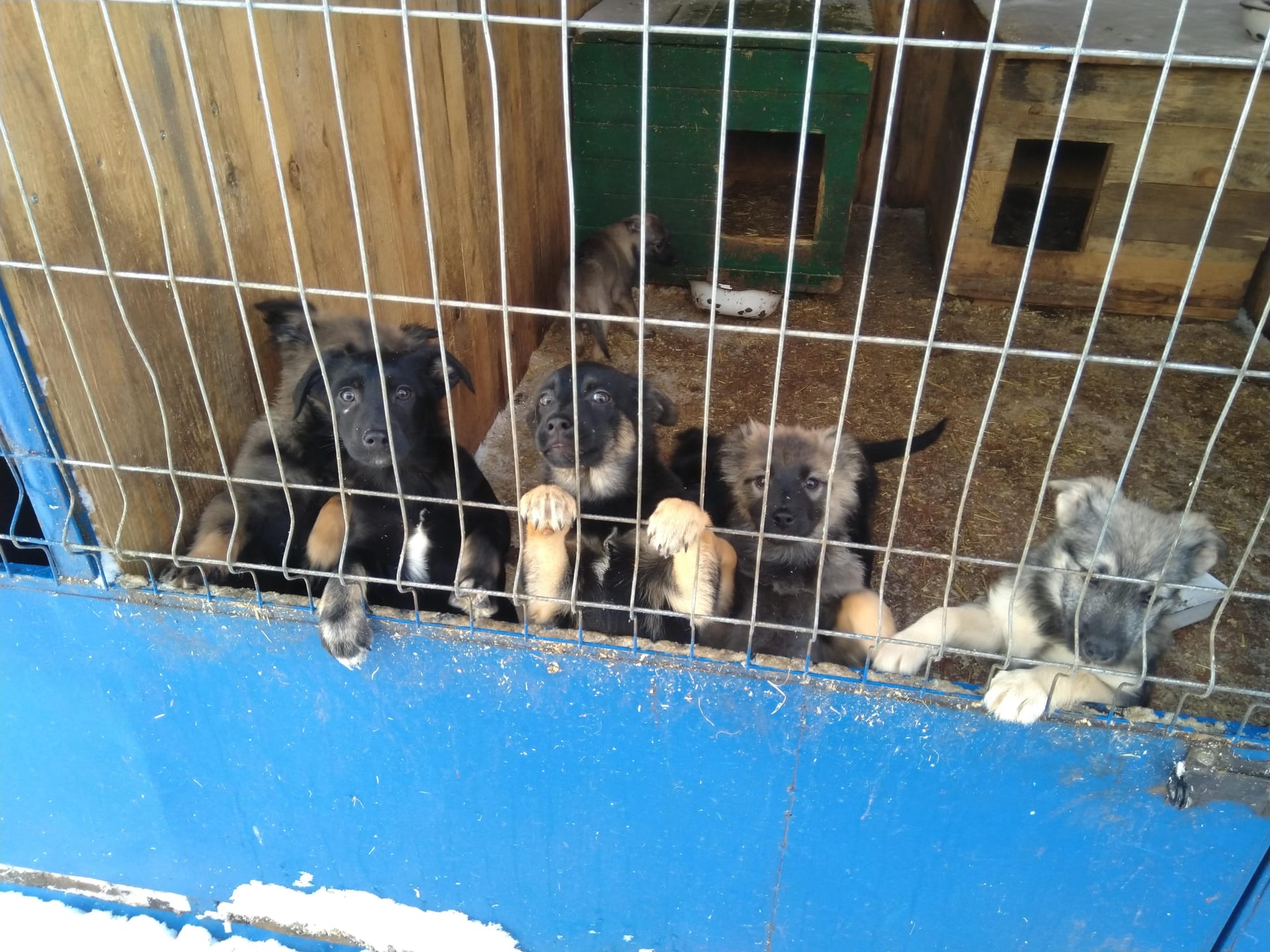 Útulek ve městě Sumy u ruských hranic má v péči 200 psů a 60 koček a bojuje s nedostatkem krmiva.