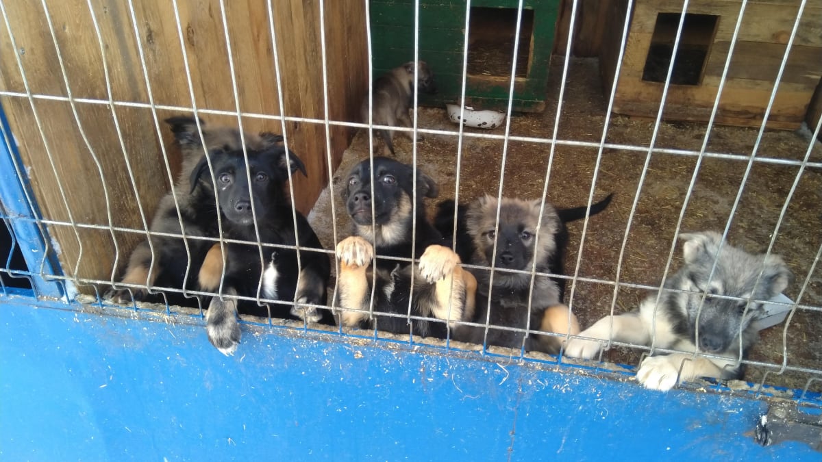 Útulek ve městě Sumy u ruských hranic má v péči 200 psů a 60 koček a bojuje s nedostatkem krmiva.
