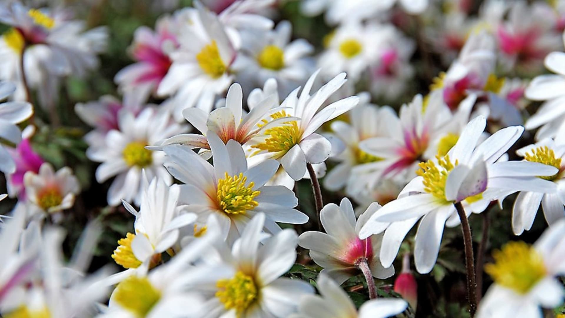 Sasanka rozkošná: kultivar ’White Splendour’ má velké, jasně bílé květy, které se k okrajům vybarvují růžově