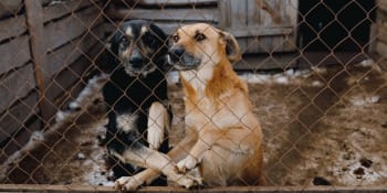 Peníze, krmivo i veterinární ošetření zdarma: Češi pomáhají ukrajinským zvířatům