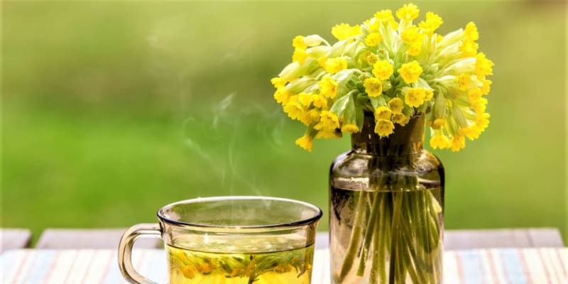 Prvosenka jarní lidově petrklíč: Ve středověku se z květů vyrábělo víno a medovina, čaj se podával při bolestech hlavy a nespavosti. Dokonce se věřilo, že dokáže vyléčit obrnu.