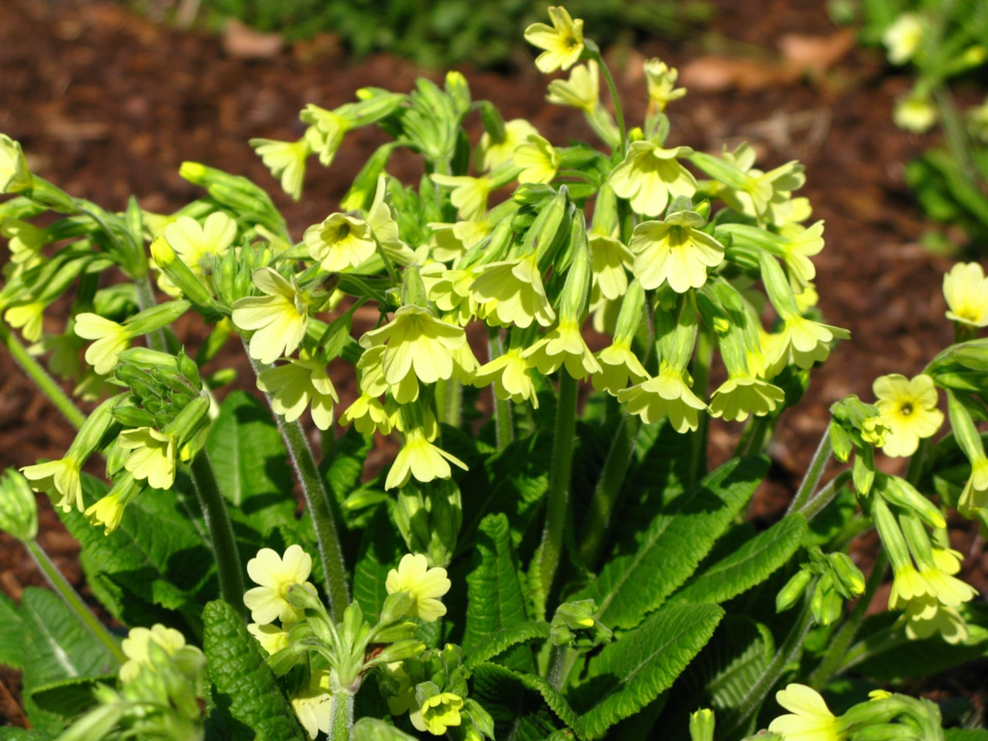 Prvosenka vyšší, Primula elatior