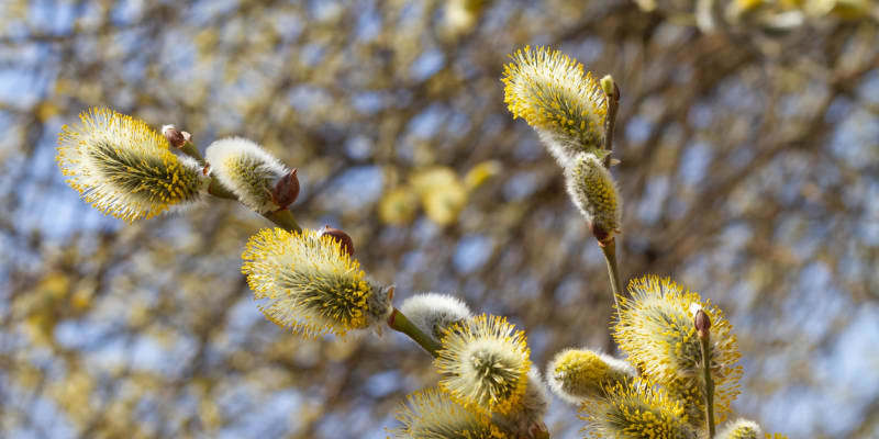 Vrba jíva, Salix caprea