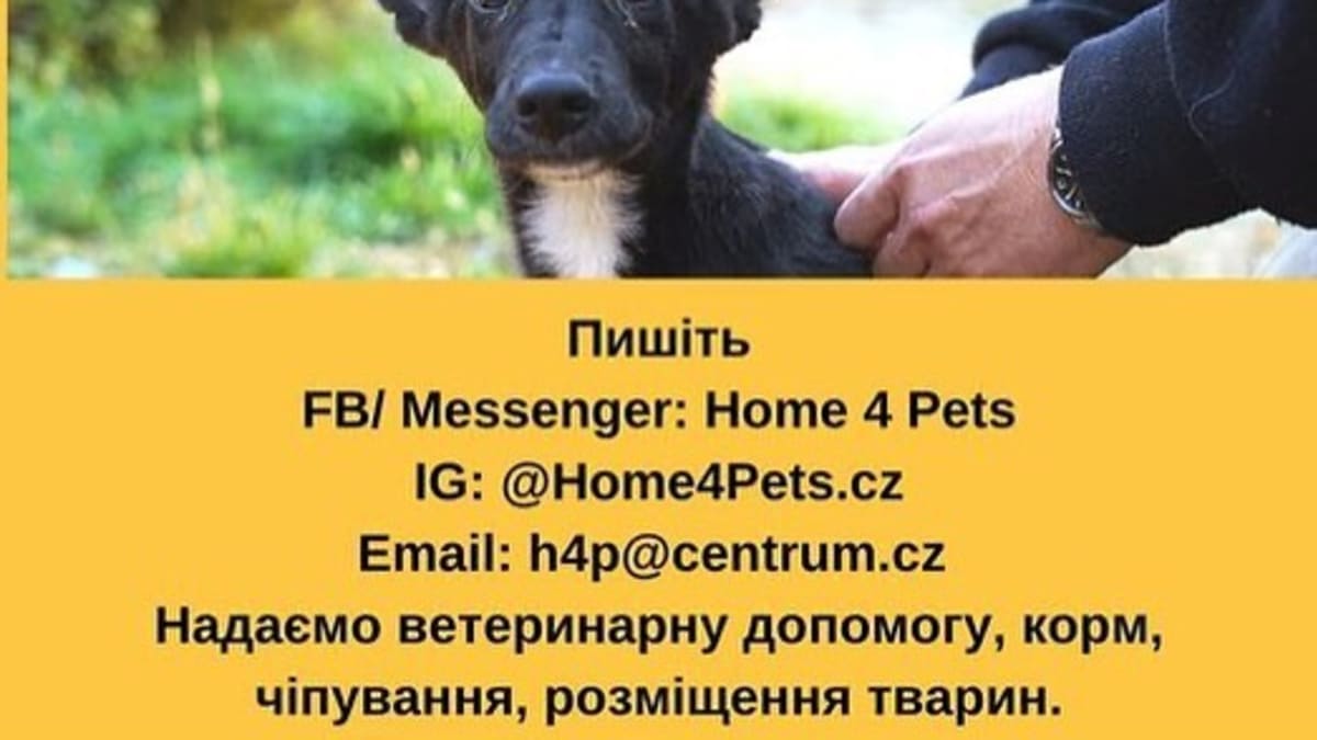 Pomoc pro zvířata z Ukrajiny v Česku