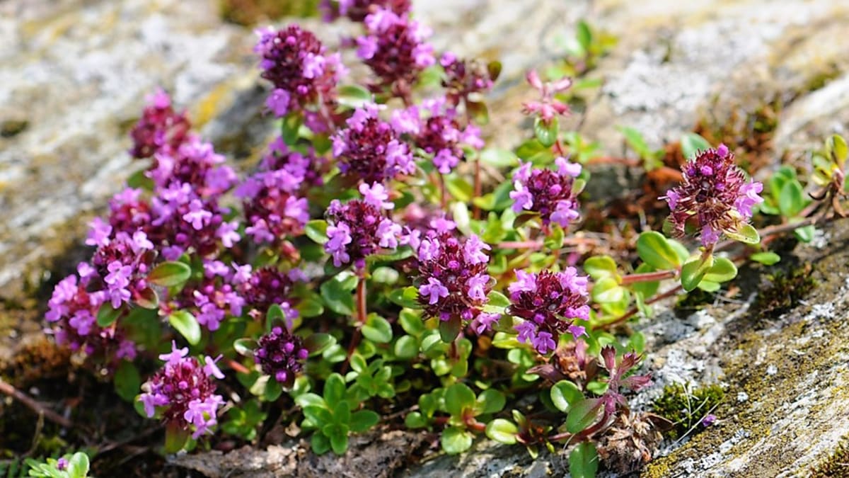 Mateřídouška v létě kvete nachově fialovými až bledě růžovými kvítky. Celá rostlina je výrazně aromatická, zvláště za slunného počasí se kolem ní šíří vůně, která vábí včely.