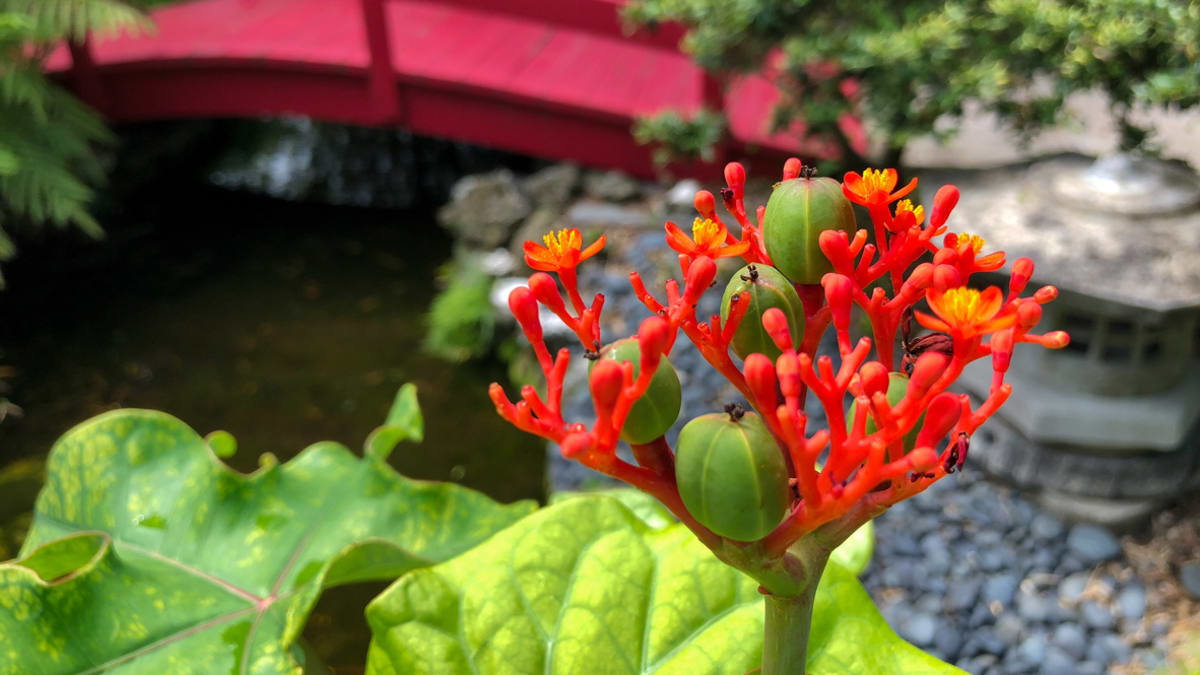 Exotický dávivec v japonské zahradě