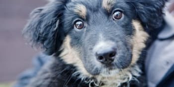 Překupnice na Plzeňsku prodává umírající psy. Štěňata jsou plná červů a mají parvovirózu