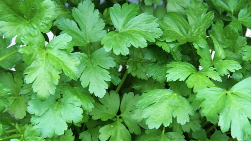 Petržel zahradní naťová Festival 68 je odrůda bujně rostoucí  s množstvím tmavě zelených,  hladkých nezkadeřených listů 